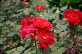 网红仙D花,网络红人的魅力之旅