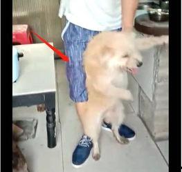 户外遥控跳蚤视频网红,网红们的趣味挑战之旅