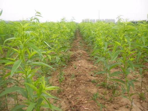 微头条种什么树苗好,种植这些树苗，绿化家园更美好