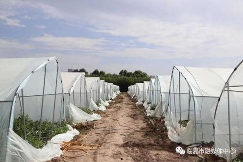 临夏最新吃瓜新闻,真相竟如此惊人！”