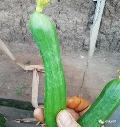 大粪老师最新瓜条,娱乐圈风云再起