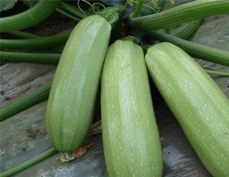 吃捎瓜有什么好处,吃捎瓜的五大益处揭秘