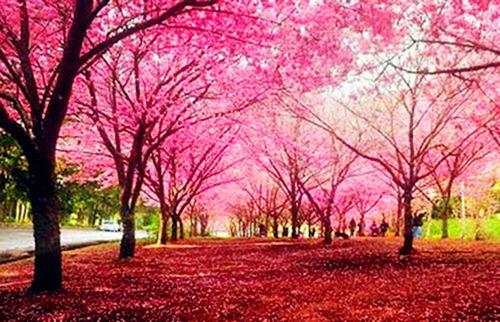 武汉樱花头条招聘,春日招聘盛宴，共赴樱花之约！