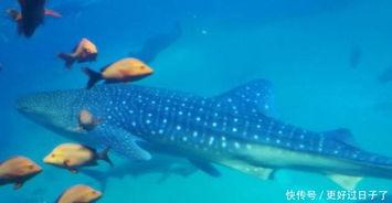 中间是鲸的明星