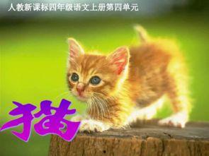 带你吃瓜看图猜猫,带你吃瓜猜猫，揭秘萌宠背后的故事